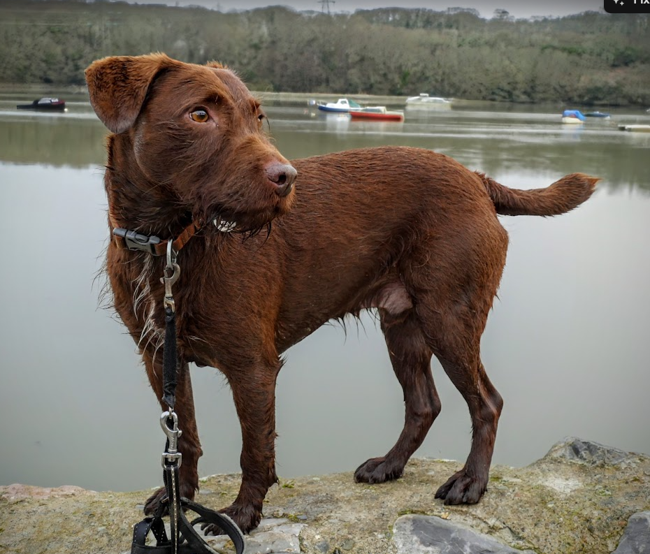 Patterdale Terrier
