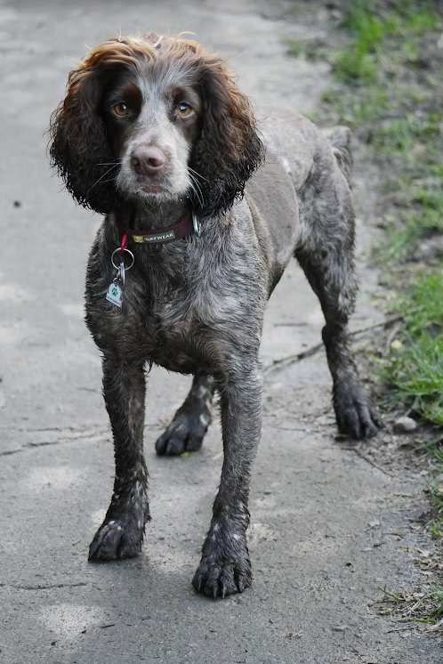 Working Cocker Spaniel